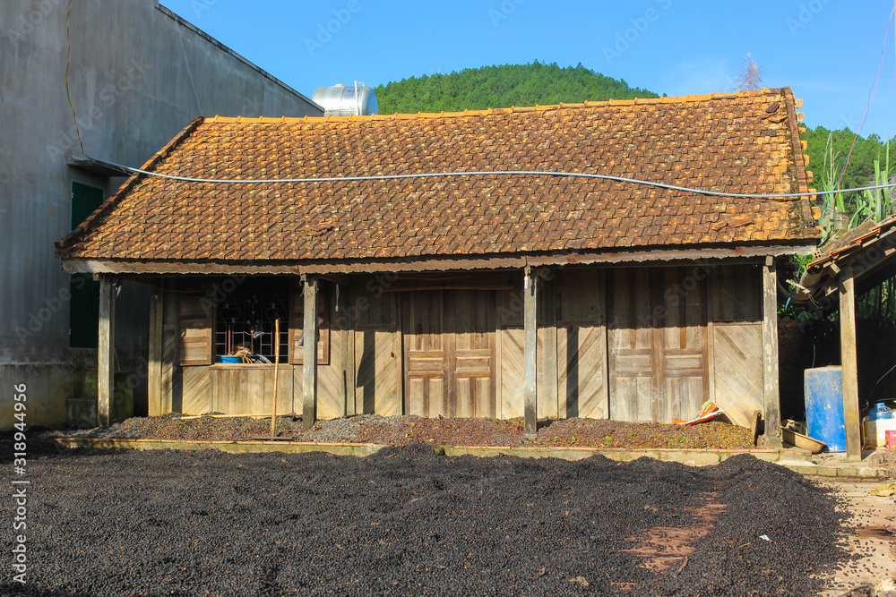 old wooden house and process of drying coffee beans in the Vietnamese province old wooden house and process of drying coffee beans in the Vietnamese province