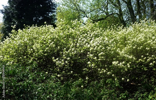 Fothergilla Gardenii (Dwarf Witch Alder) shrub with fragrant, beautiful, white, puffy spring flowers. It is a deciduous shrub in the Hamamelidaceae family. photo