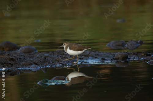 Water bird Sandpiper. Green nature background. Bird : Common Sandpiper. Actitis hypoleucos. © PUGUH