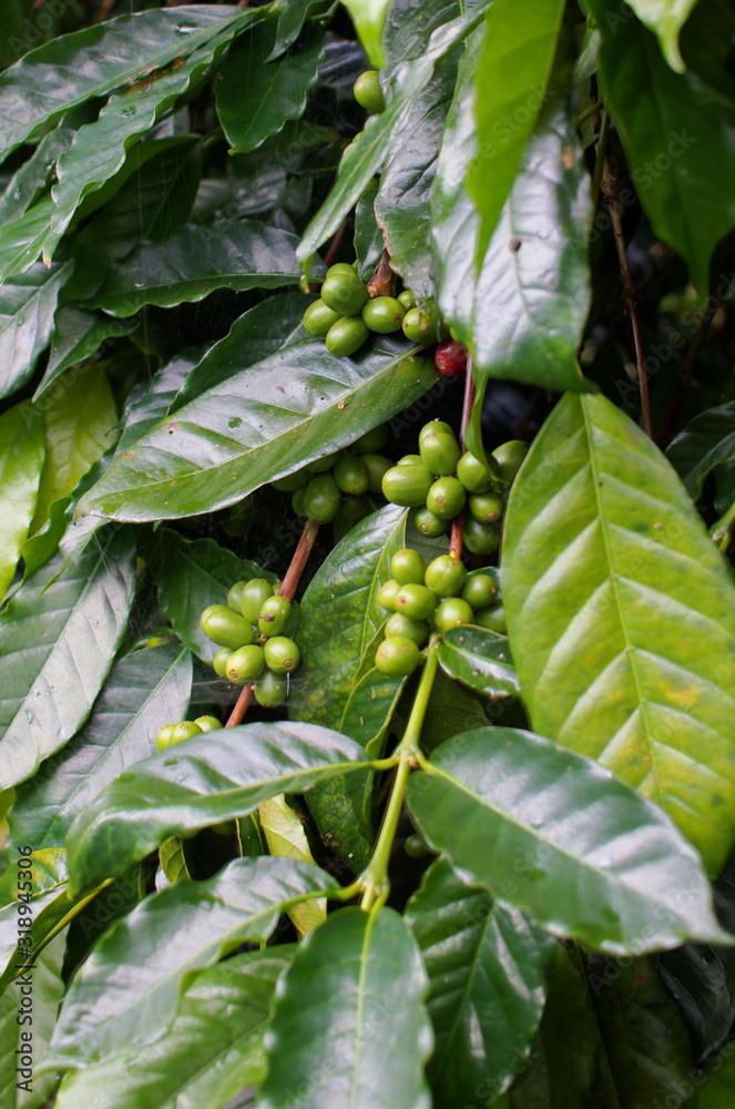 Kaffeestaude mit grünen Kaffeekirschen in Bali, Indonesien Kaffeestaude mit grünen Kaffeekirschen in Bali, Indonesien