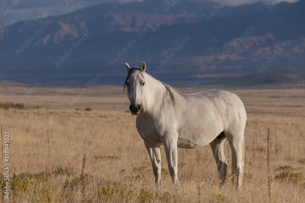 Majestic Wild Horse in Fall in the Utah Desert Majestic Wild Horse in Fall in the Utah Desert