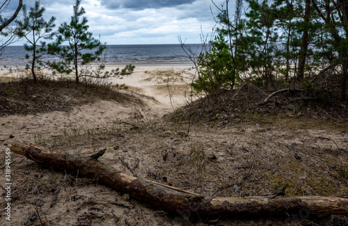 Coniferous growth on the sandy shore of the Baltic Sea in cloudy weather.
