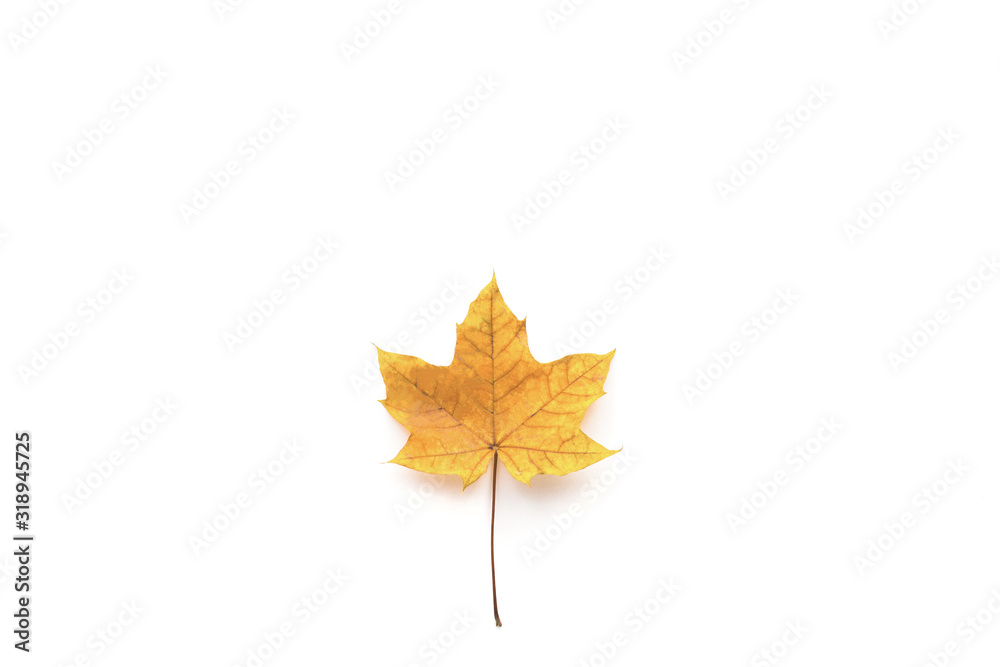 Autumn yellow maple leaf isolated on white background. Flat lay, top view Autumn yellow maple leaf isolated on white background. Flat lay, top view