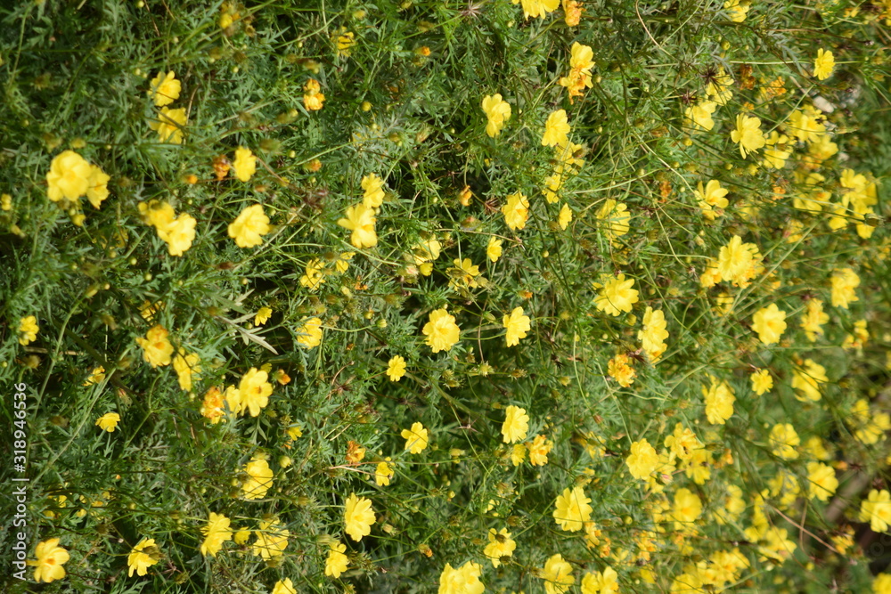 A Pretty Yellow Flowers In Garden