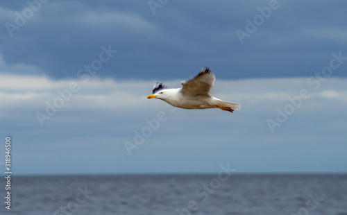 A seagull on the sandy shore of the Baltic Sea in cloudy weather. © fifg