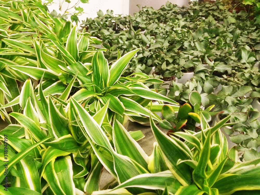 plants are bright green with long leaves.