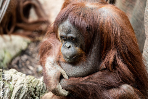 An older female orangutan