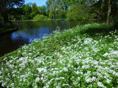 Cow Parsley, Anthriscus Sylvestris, wild white flowers on the shore of a lake, in the park. It is a herbaceous biennial or short-lived perennial plant in the family Apiaceae. photo