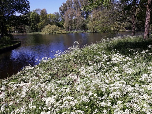 Cow Parsley, Anthriscus Sylvestris, wild white flowers on the shore of a lake, in the park. It is a herbaceous biennial or short-lived perennial plant in the family Apiaceae. photo