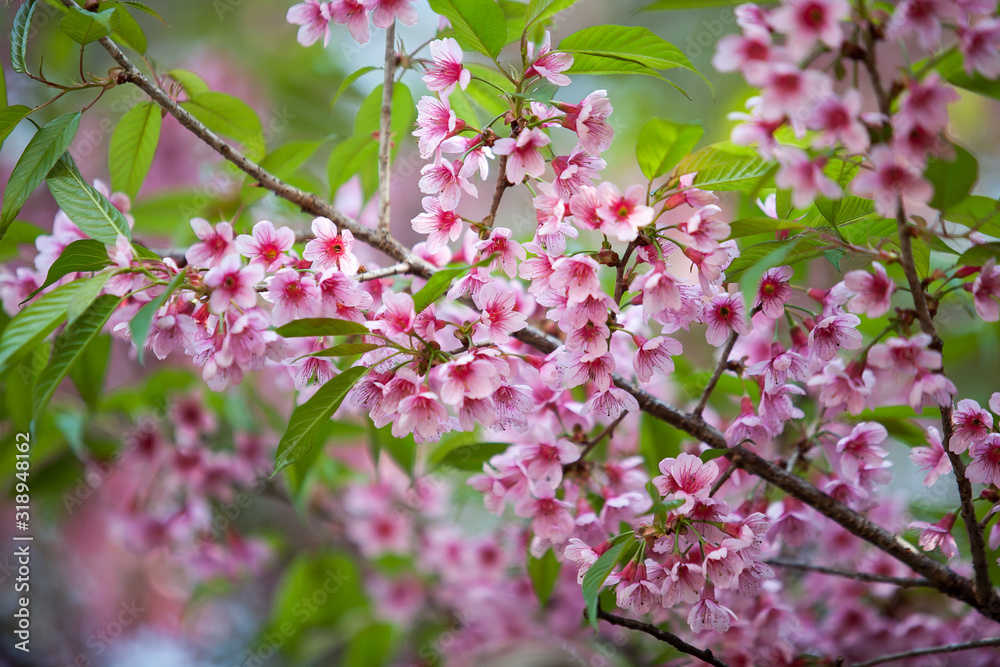 wild Himalayan Cherry flower (Prunus cerasoides), selective focus wild Himalayan Cherry flower (Prunus cerasoides), selective focus