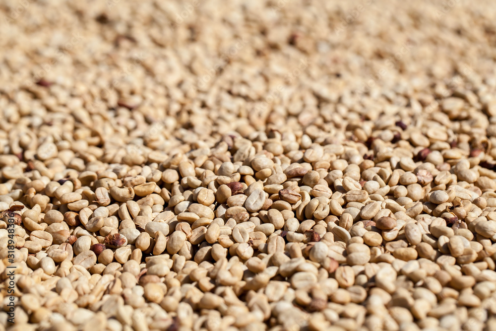coffee beans dried with sunlight coffee beans dried with sunlight