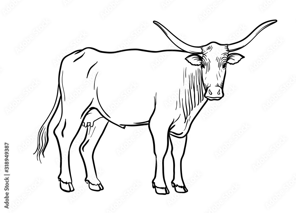 breeding cow. animal husbandry. livestock vector illustration on a white
