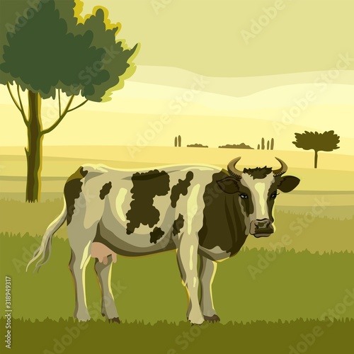 breeding cow. animal husbandry. livestock vector illustration