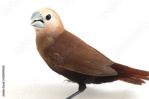 The white-headed munia (Lonchura maja) is a species of estrildid finch found in Indonesia, Malaysia, Singapore, Thailand and Vietnam. isolated on white background photo