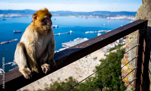 Gibraltar Barbary Ape © josef_hajda
