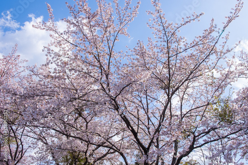 Cherry blossom trees under blue sky