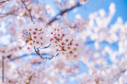 Fotografiet Pink cherry blossom under blue sky