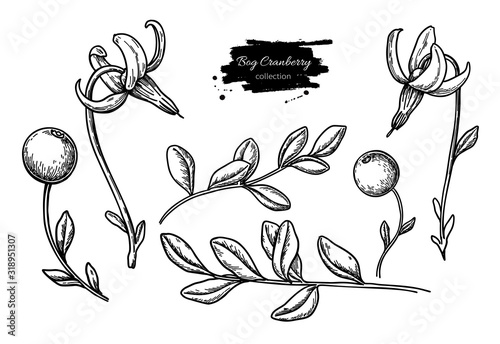 Bog cranberry vector drawing. Vaccinium oxycoccos isolated illustration.