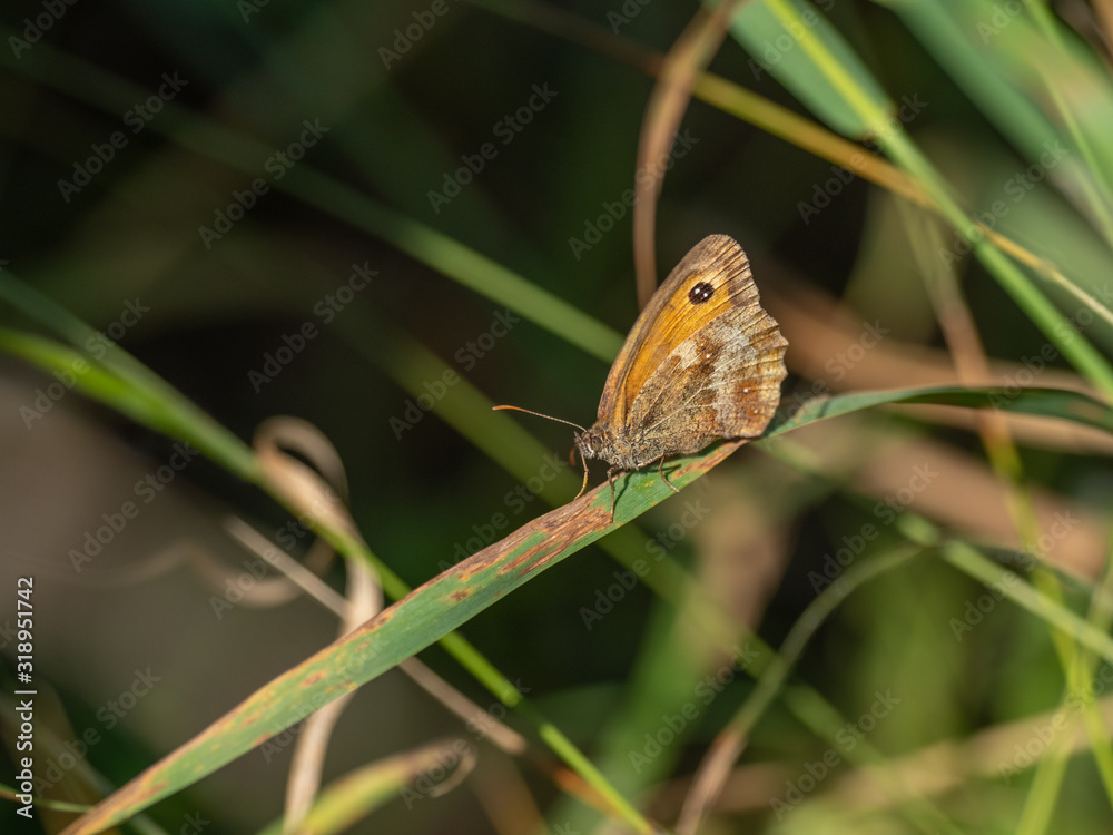 Fototapeta premium Gatekeeper or Hedge Brown Butterfly ( Pyronia tithonus )