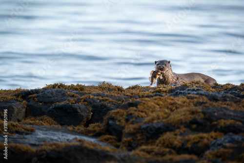 Eurasian Otter (Lutra lutra)