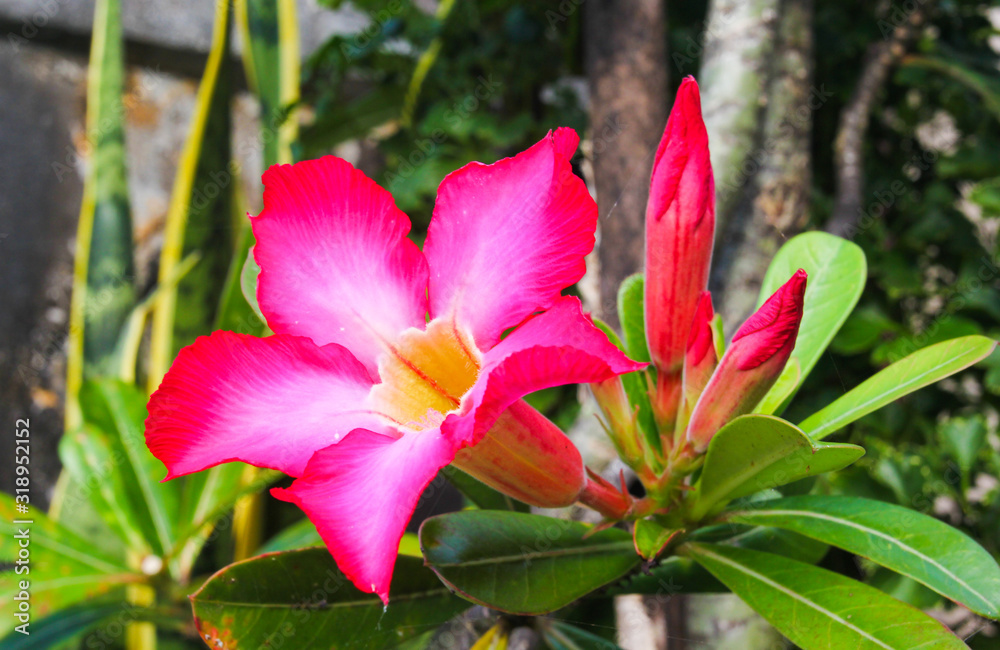 Fototapeta premium adenium obesum very beautiful and delicate flower