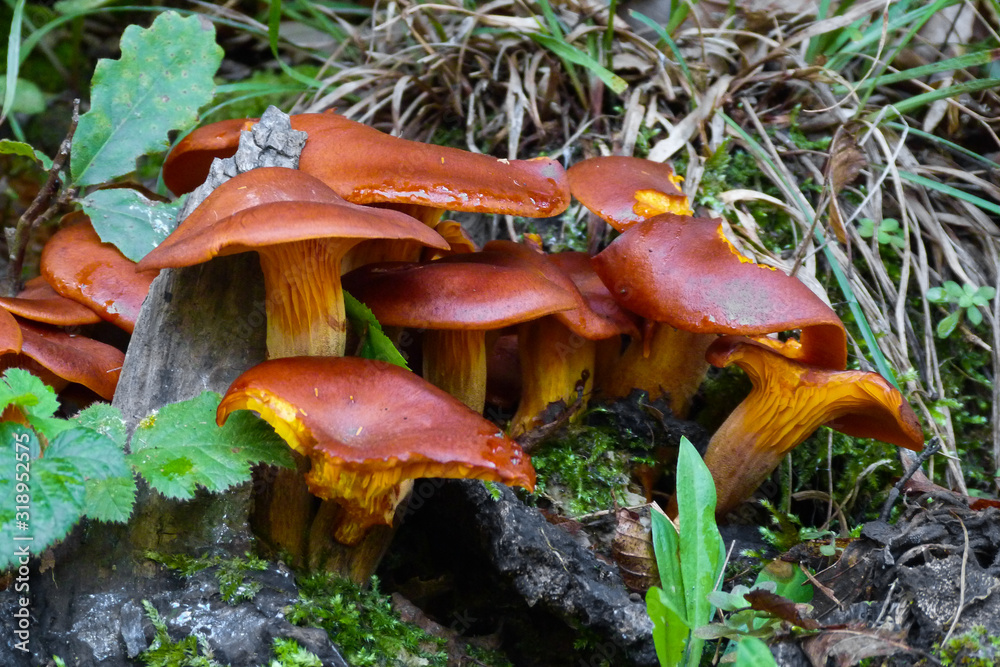 Fungo drll'olivo (Omphalotus olearius) su ceppaia di legno Fungo drll'olivo (Omphalotus olearius) su ceppaia di legno