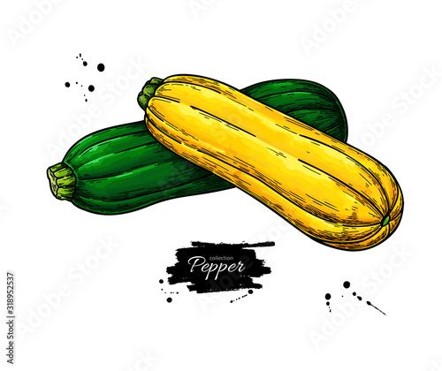 Zucchini hand drawn vector illustration. Isolated Vegetable object