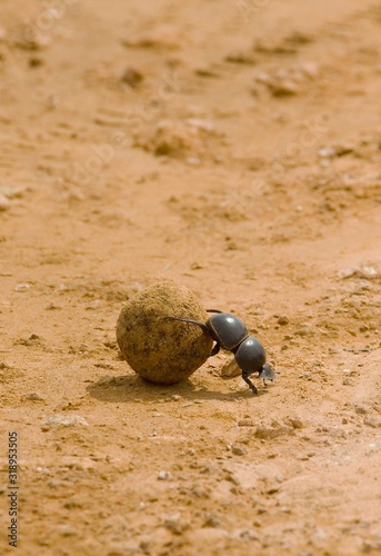 portrait orientation of a dung beetle rolling a ball of fresh elephant dung on a gravel road