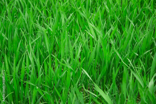 Glade with a dense juicy green grass