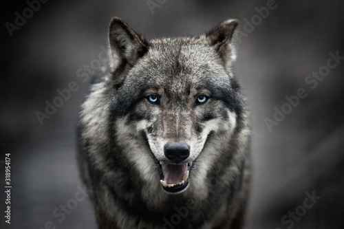  Scary dark gray wolf  Canis lupus 