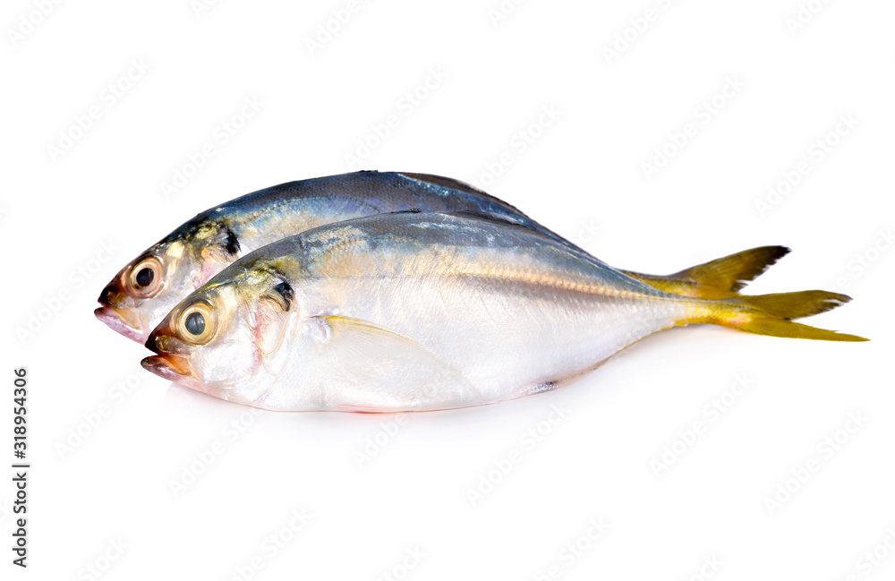 whole round fresh horse mackerel on white background whole round fresh horse mackerel on white background