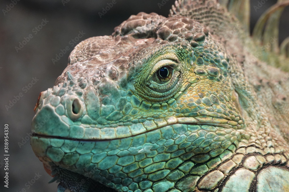 Leguan Leguan