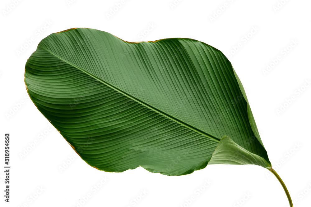 Fototapeta premium Calathea lutea foliage,(Cigar Calathea, Cuban Cigar),Calathea leaf,Exotic tropical leaf, isolated on white background.