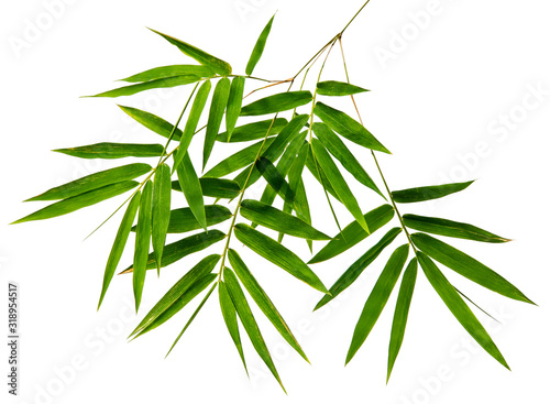 Bambusa leaf Bamboo tropical isolated on white background  top angle view with clipping path.