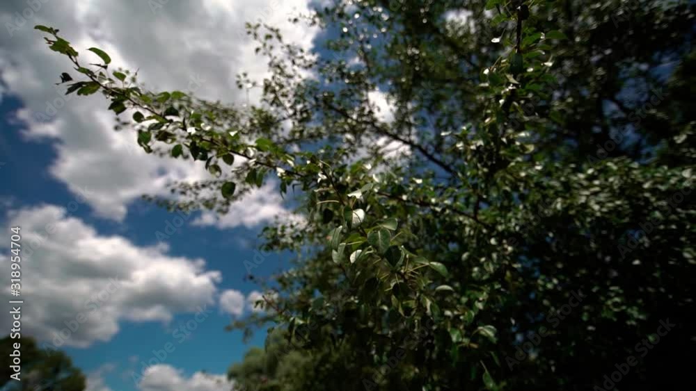 Bottom view, wind shakes tree branches. Cloudy sky on the background. Slow motion. Bottom view, wind shakes tree branches. Cloudy sky on the background. Slow motion.