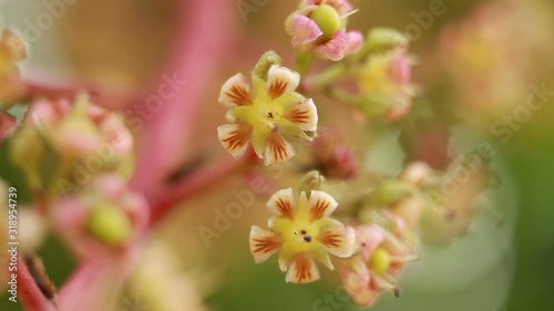 Tidy mango gruit with small flowers on tree branch closeup photo