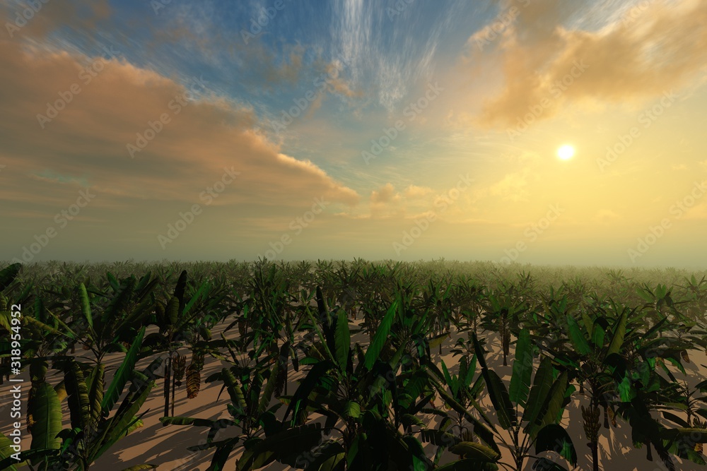Banana plantation at sunset, 3D rendering