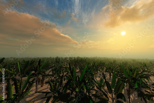 Banana plantation at sunset  3D rendering
