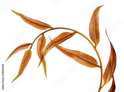 Nephrolepis cordifolia fern orange  leaves isolated on white background,low angle view,with clipping path.