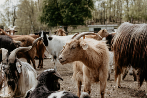 beautiful goats in farm
