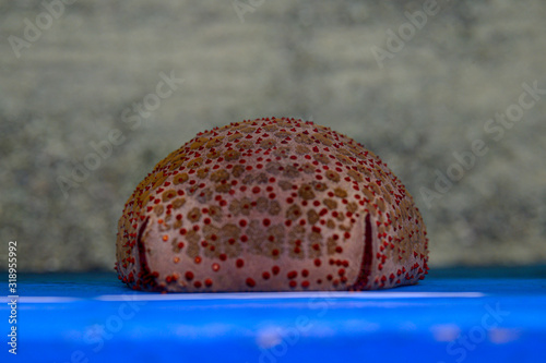starfish