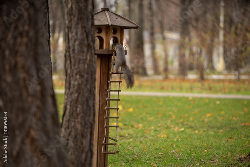 Squirrel on a tree