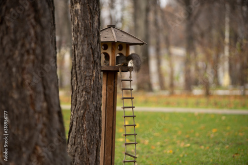 Squirrel on a tree