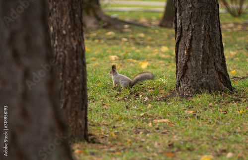 Squirrel in the grass