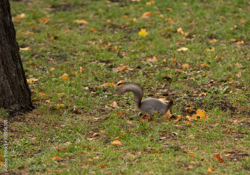 Squirrel in the grass