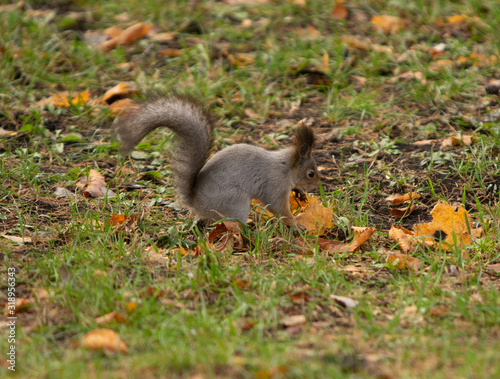 Squirrel in the grass