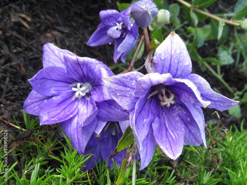 balloon flower