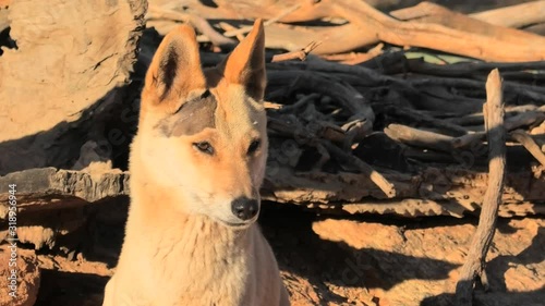 close up of a dingo dog , Canis dingo, Canis dingo, a wild dog that is found in Australia, on the red sand of Australian outback. Desert Park at Alice Springs in Northern Territory, Central Australia. photo