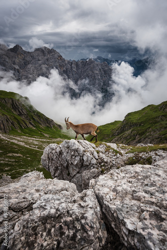 Stambecco incorniciato da nubi tempestose nei pressi del monte Duranno  Dolomiti Friulane .