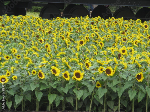 sunflowers